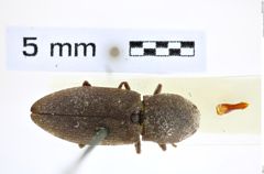Foto (Dorsalansicht) von Agrypnus brachychaetus (NHMW-ZOO-COL-0008217)